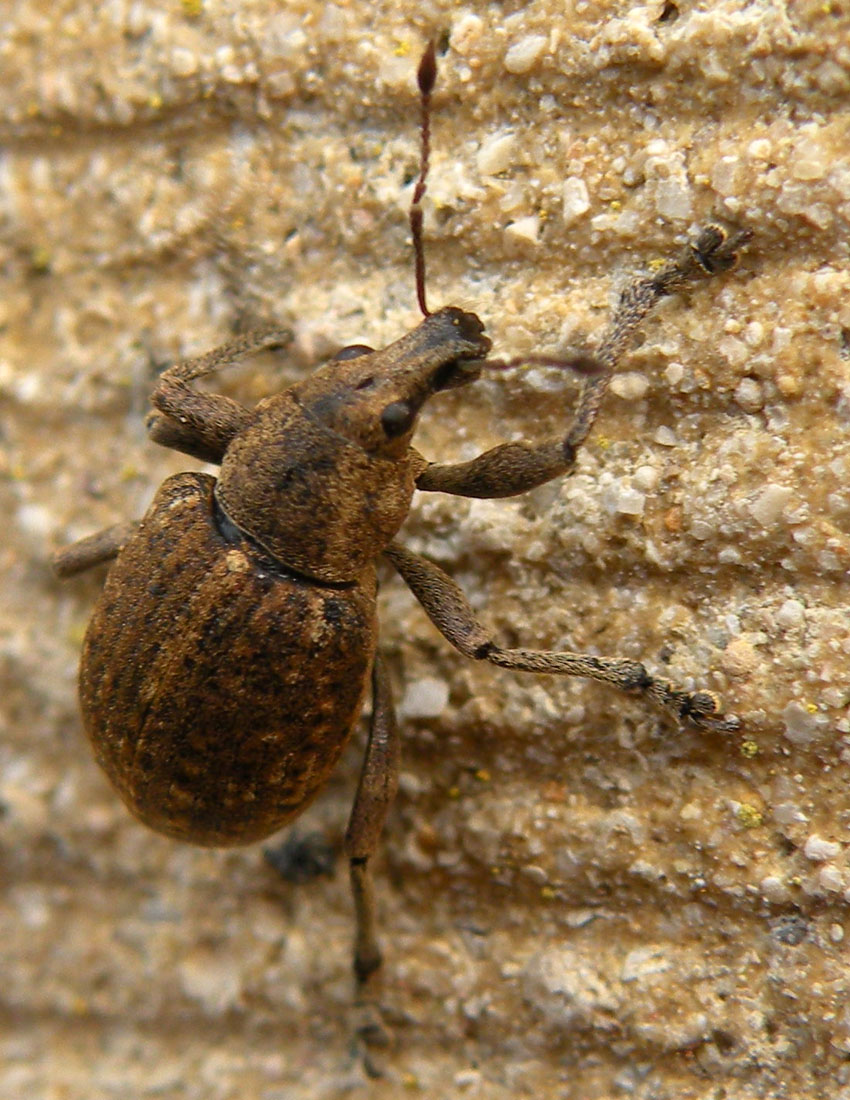 Dall''Inghilterra... per gli esperti di Curculionidae